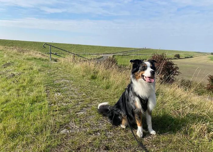 Petkumer Deichkoje * אמדן